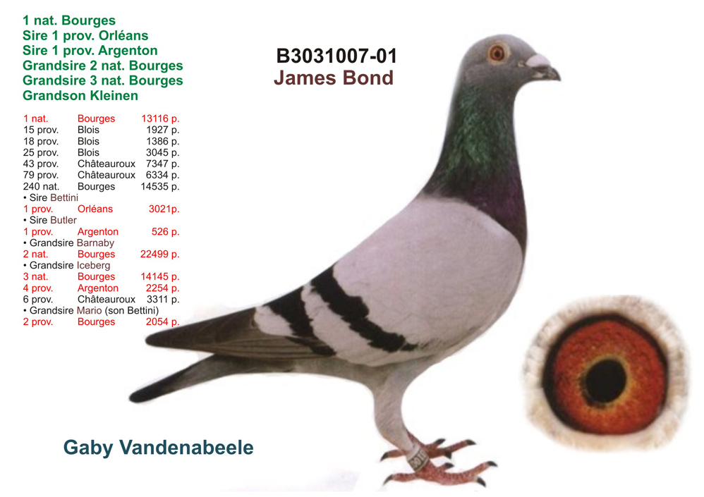 DV03616-16-702 DİŞİ  GABY VANDENABEELE % 100 INBREED JAMES BOND