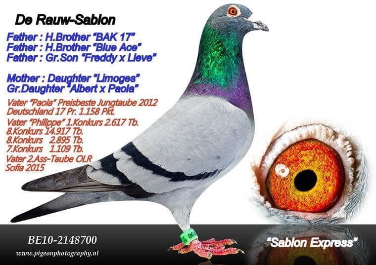 TR20--001698 ERKEK / BABASI  KARL HEINZ WİCHERT - SABLON  ANNESİ SABLON
