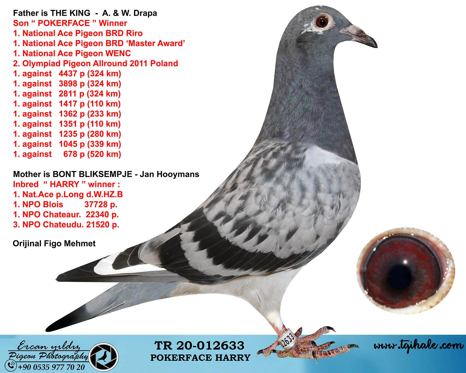 Attach to Toes Replenishment TR20-012633 BABA ORİJİNAL DRAPA POKERFACE OĞLU ANNE ORJ. J. HOOYMANS INBRED J. BLIKSEM Attach to Toes Replenishment TR20-012633 BABA ORİJİNAL DRAPA POKERFACE OĞLU ANNE ORJ. J. HOOYMANS INBRED J. BLIKSEM
