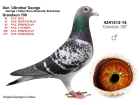 BE15-4241512 ERKEK / ORJ. GEORGES CARTEUS BABASININ YARI KARDEŞİ EURO DİAMON BABASI