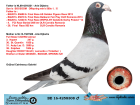 BE16-4258303 ERKEK / ARİE DIJKSTRA % 100 BABADAN KARDES 6. FİNAL , 6. FİNAL , 9. FİNAL