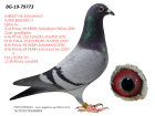 BG19-79773 ERKEK BABASI INBREED MR DARABANİ ANNESİNİN KARDEŞİ 27. MLLİON DOLAR