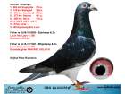 CRO13-03375 ERKEK / ORJ. P. RADOLOVİC . SÜPER YARISCI EİJERKAMP VAN LOON % 100