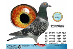 DV 22-02733-5103 MARKUS SOELLNER&ULUFER PİGEONS /  101. FİNAL 