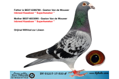 DV01217-17-533 ERKEK / GASTON VAN DE WOUWER % 100 ( KAASBOER ) 