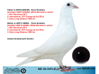 MD20-0491 ERKEK / ORJ. G. DUMITRU - INBREED WHITE BARCELONA - 1. NAT BARCELONA