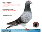TR12-012364 ERKEK BABASI YAVRU KLASMAN ŞAMPİYONU ANNESİ JOS THONE -SÜPERMAN-MİLTON