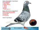 TR14-038286 DİŞİ / BABA VAN HEE - STICELBAUT ANNE BABADAN KIZ KARDES 46. FİNAL 450 KM