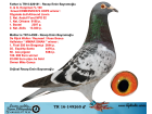 TR16-149265 ERKEK İ / BABASI KOOPMAN % 100 ANNESI R. WALTER -REYNAERT- K BOSUA