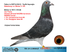 TR19-115060 ERKEK / BABASI BATENBUR MERWE ANNESİ JOS THONE INBREED NADIRA