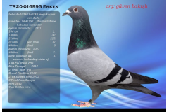 TR20-016993 ERKEK / GÜVEN BAKIŞLI