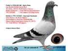 TR20-258688 ERKEK / BABASI GERRİT BOLT OĞLU GERRİT BOLT MISTER KALIMANCİ DEDESİ