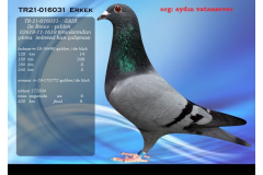 TR21-016031 ERKEK / AYDIN VATANSEVER