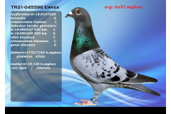TR21-045596 ERKEK / HALİL SEYHAN