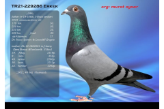 TR21-229286 ERKEK / MURAT OYNAR