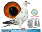 TR21-290023 / ALPER CENGIZ - 42 FİNAL 477 KM - 42 ÖZEL 573 KM - 4. MARATON KLASMAN