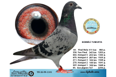 TR22-59-1101  BOMBİLİ YUMURTA  /  63. FİNAL