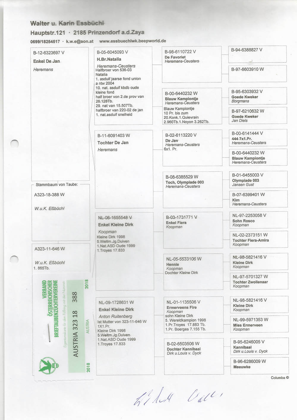 A323-18-388 DİŞİ /BABASI ORJ. LEO HEREMANS  ANNESİ KOOPMAN % 100