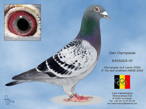 A323-18-388 DİŞİ /BABASI ORJ. LEO HEREMANS  ANNESİ KOOPMAN % 100