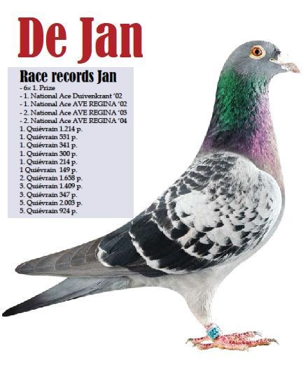 A323-18-388 DİŞİ /BABASI ORJ. LEO HEREMANS  ANNESİ KOOPMAN % 100