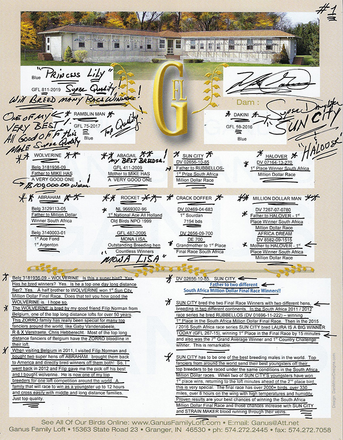 AU19-GFL-811 ERKEK / PRINCES LILY 811