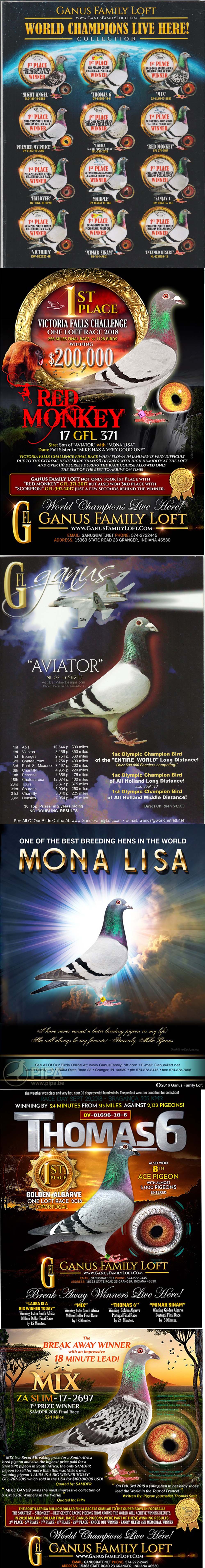 AU22-GFL-139 ERKEK / BABADAN KARDEŞİ RED MONKEY  1 FİNAL VICTORIA FALLS