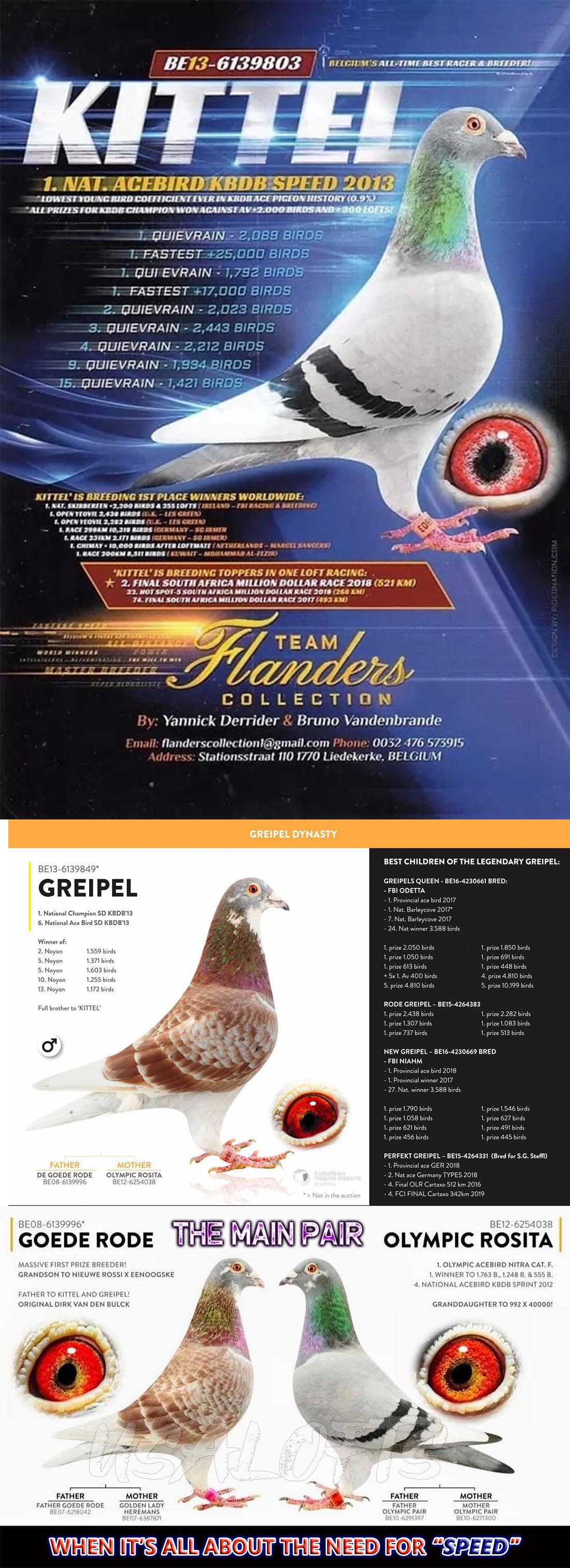 AU318-22-863 ERKEK / BABADAN KARDEŞİ 1 ACE PIGEON ( KITTEL TORUNU )