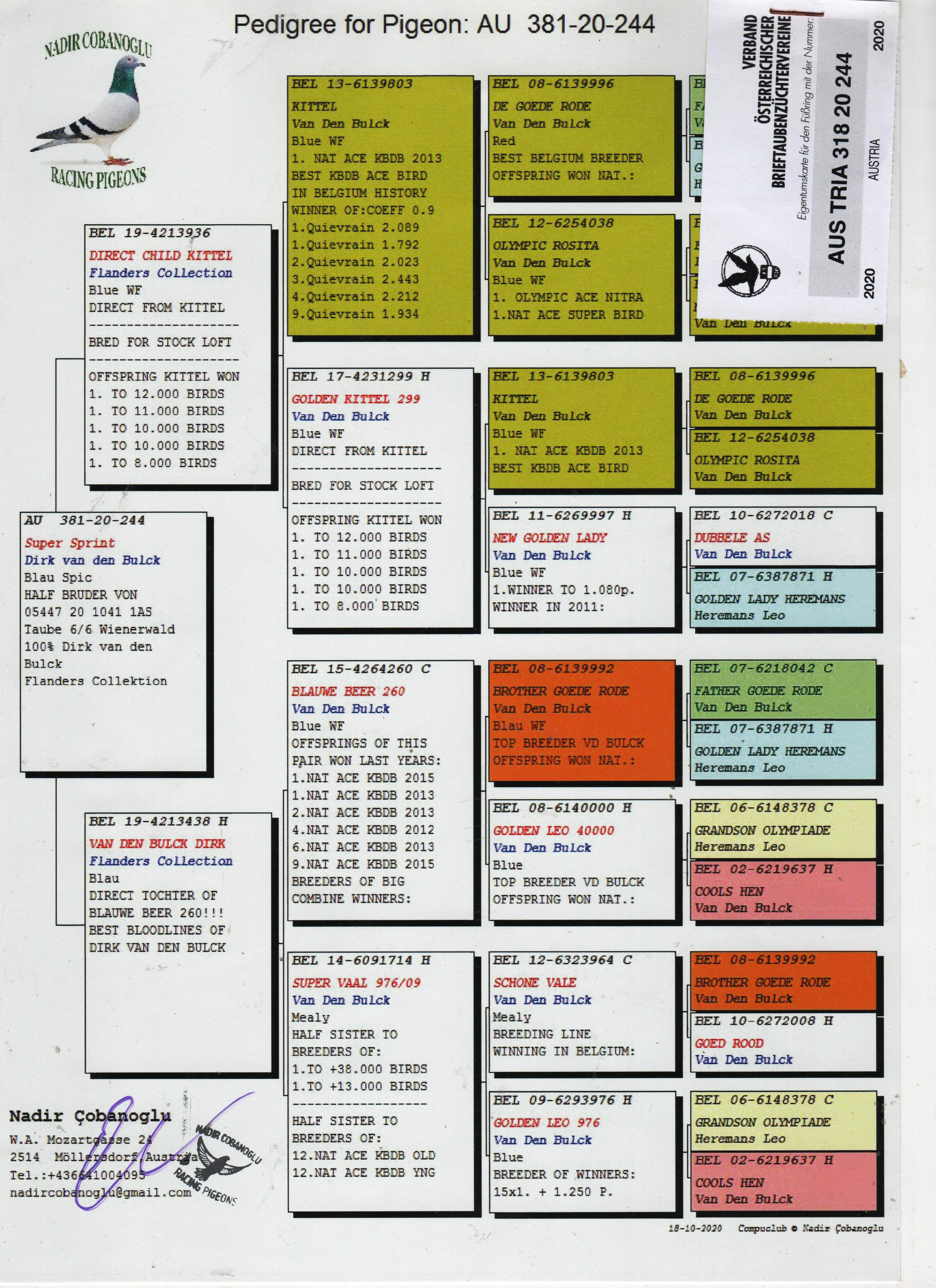 AU381-20-244 ERKEK / DİRK VAN DE BULCK % 100 KITTEL TORUNU