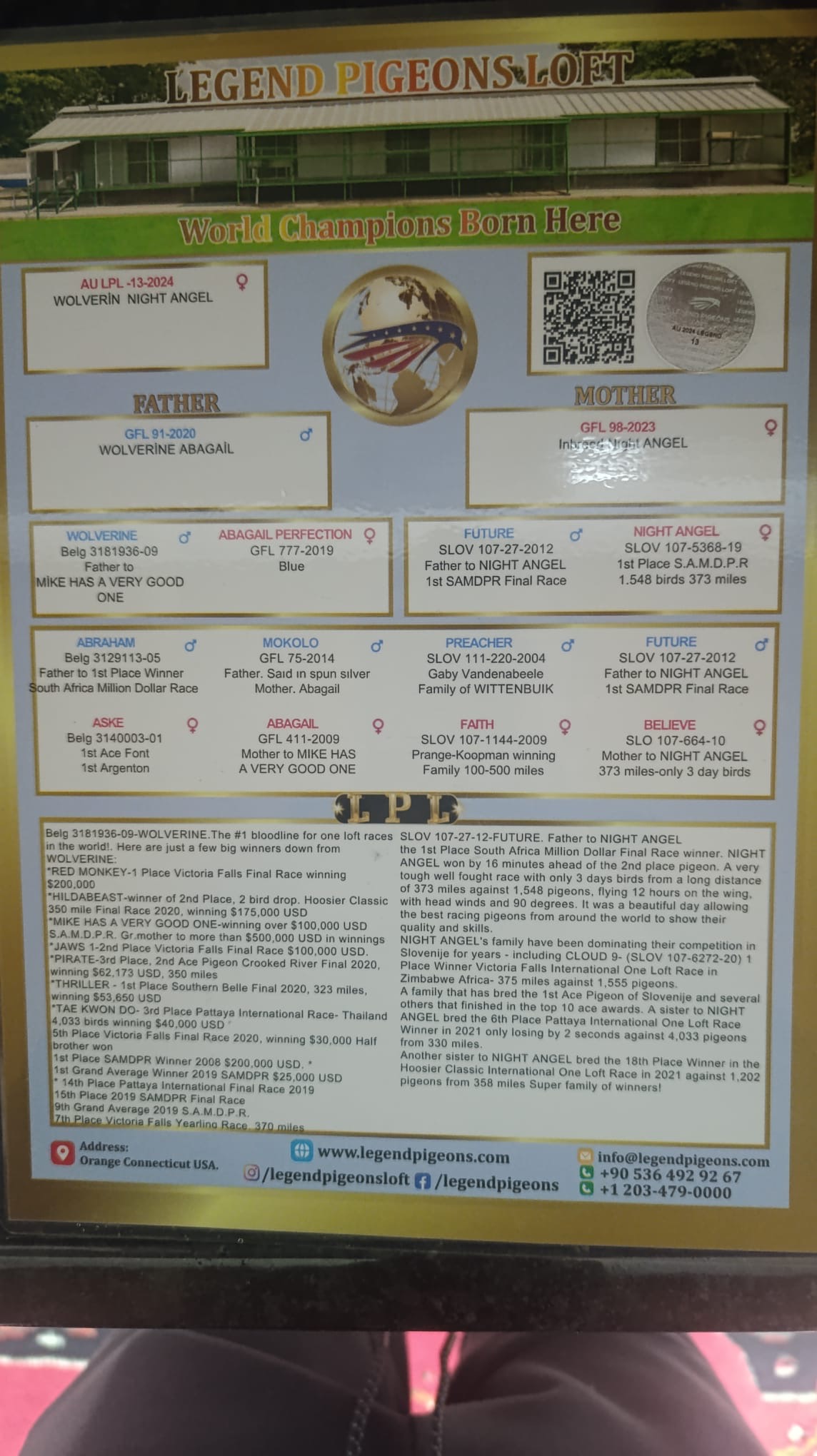 AULPL-13-2024 DİŞİ  / FATHER WOLVERİNE X ABAGIL MOTHER INBREED NIGHT ANGEL