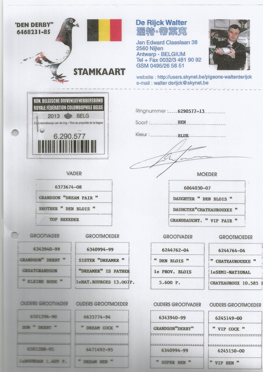 BE13-6290577 DİŞİ / ORJ DE RIJCK WALTER  INBREED DEN BLOIS 