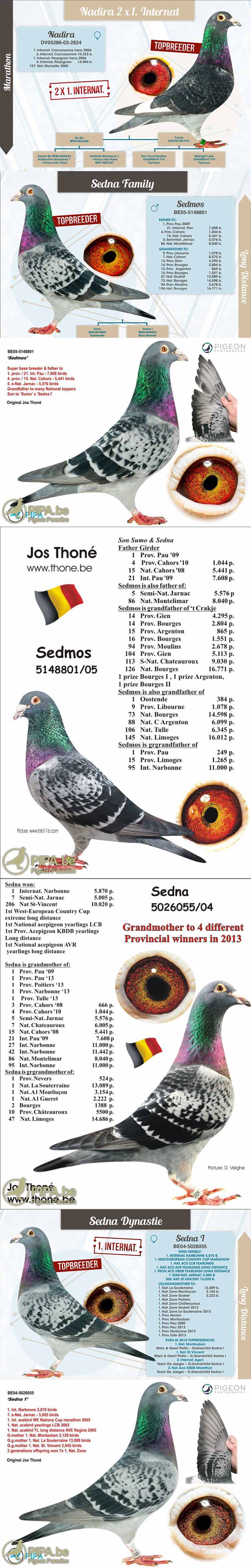 BE14-2022824 ERKEK / ORJ JOS THONE  - SEDMOS & NADIRA