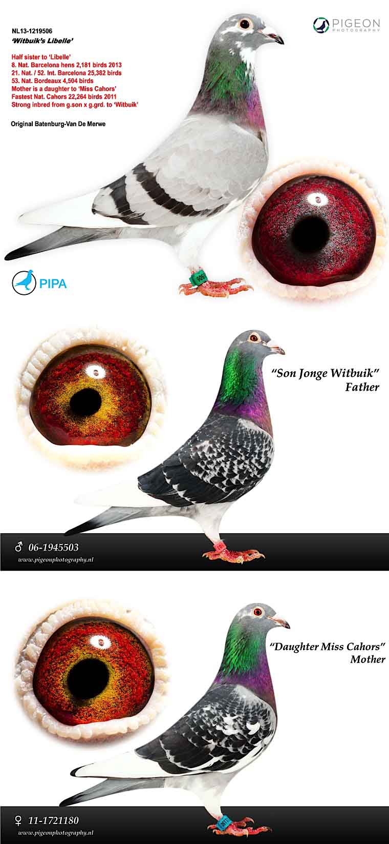 BE15-4261091 ERKEK / NEW LAUREAAT & KLEINE JADE INBREED