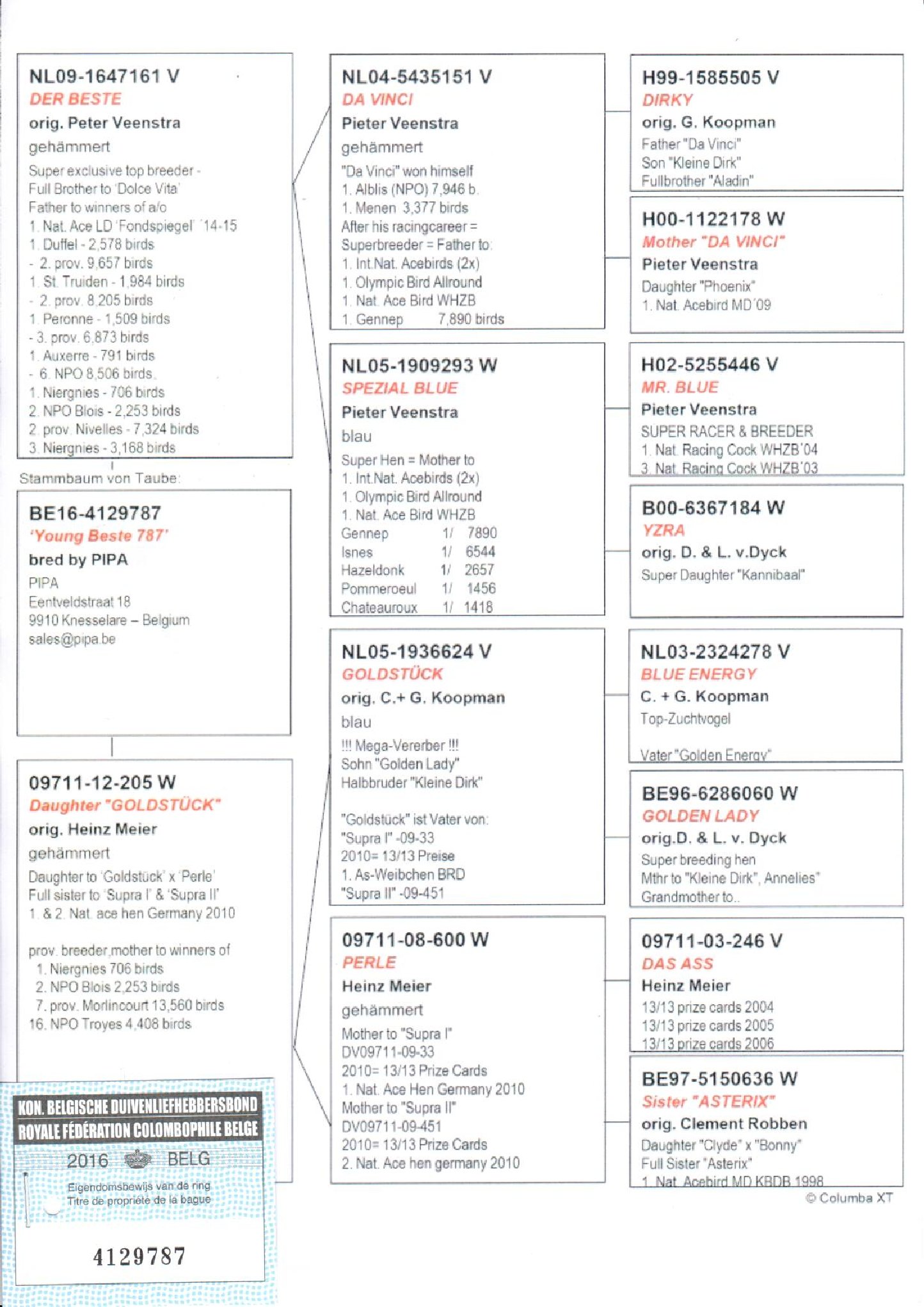 BE16-4129787 ERKEK / YOUNG BESTE 787 