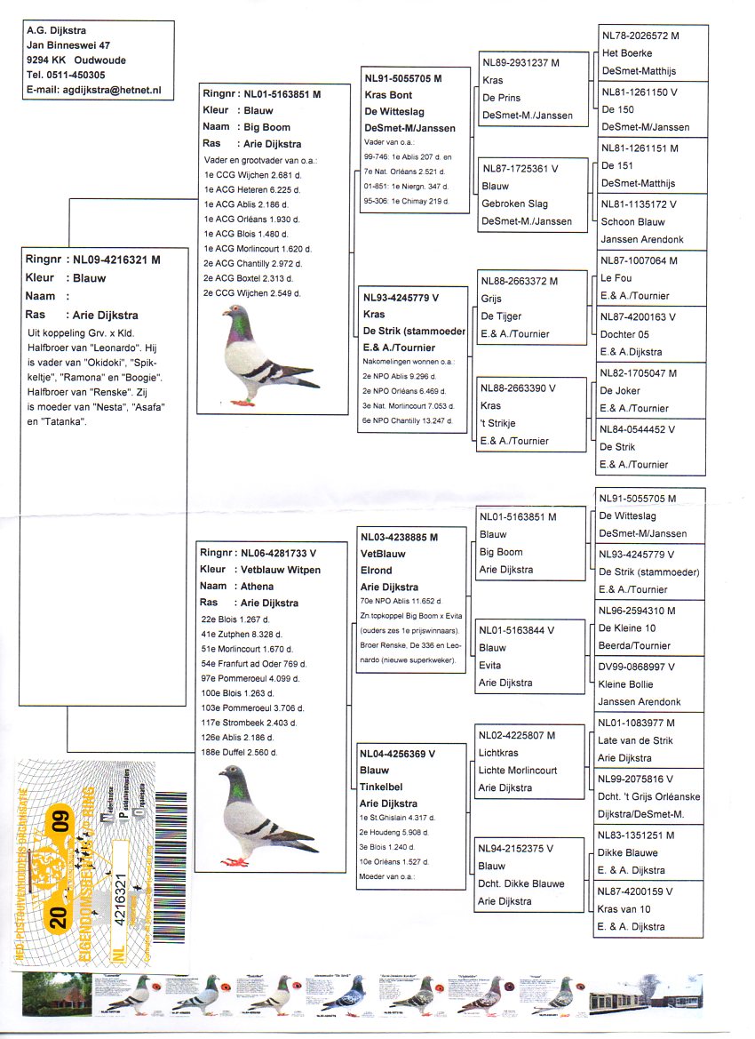 BE16-4258303 ERKEK / ARİE DIJKSTRA % 100 BABADAN KARDES 6. FİNAL , 6. FİNAL , 9. FİNAL 