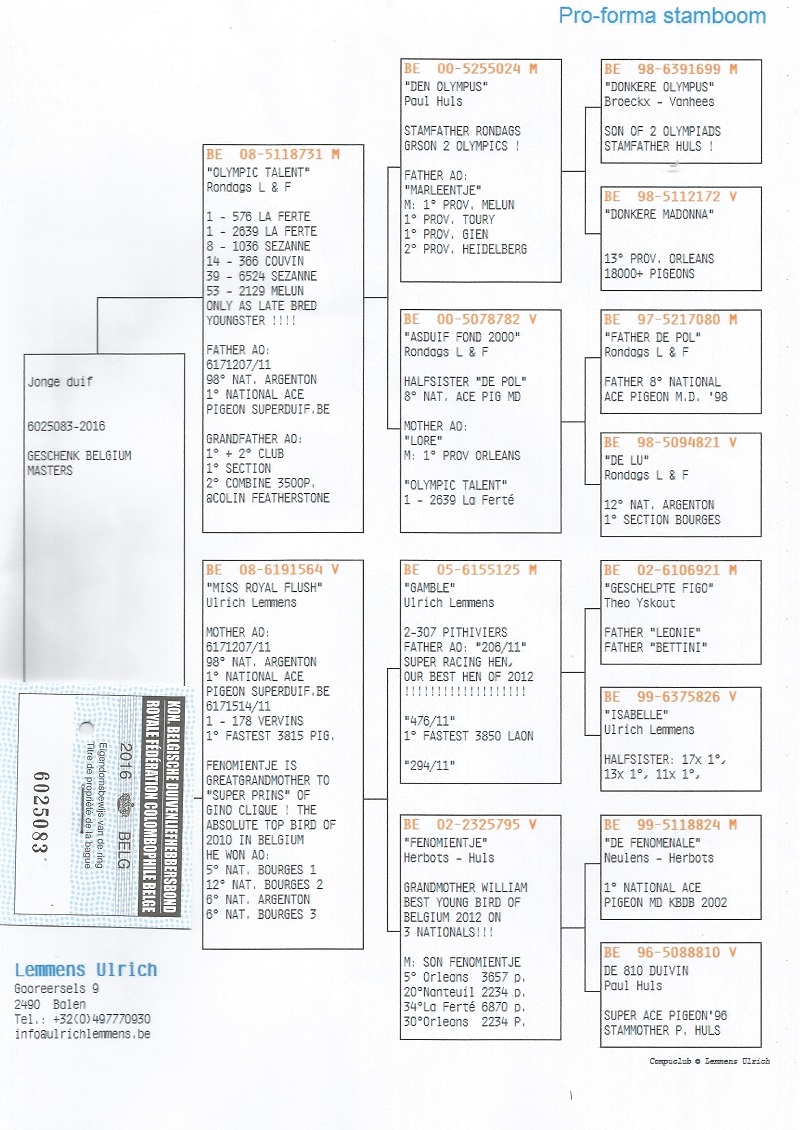 BE16-6025083 DİŞİ / FULL SISTER 1.  NAT. ACE PIGEON SUPERDUIF BE 2012 -  2. ACE PIGEON MOLSE FONCLUB 2012