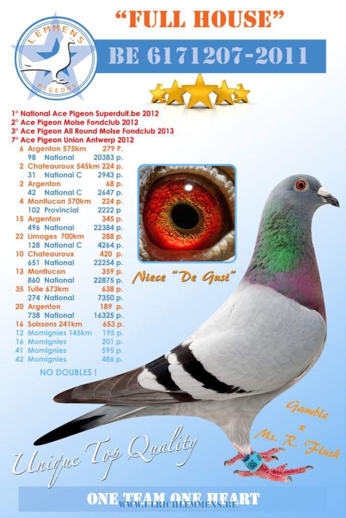 BE16-6025083 DİŞİ / FULL SISTER 1.  NAT. ACE PIGEON SUPERDUIF BE 2012 -  2. ACE PIGEON MOLSE FONCLUB 2012