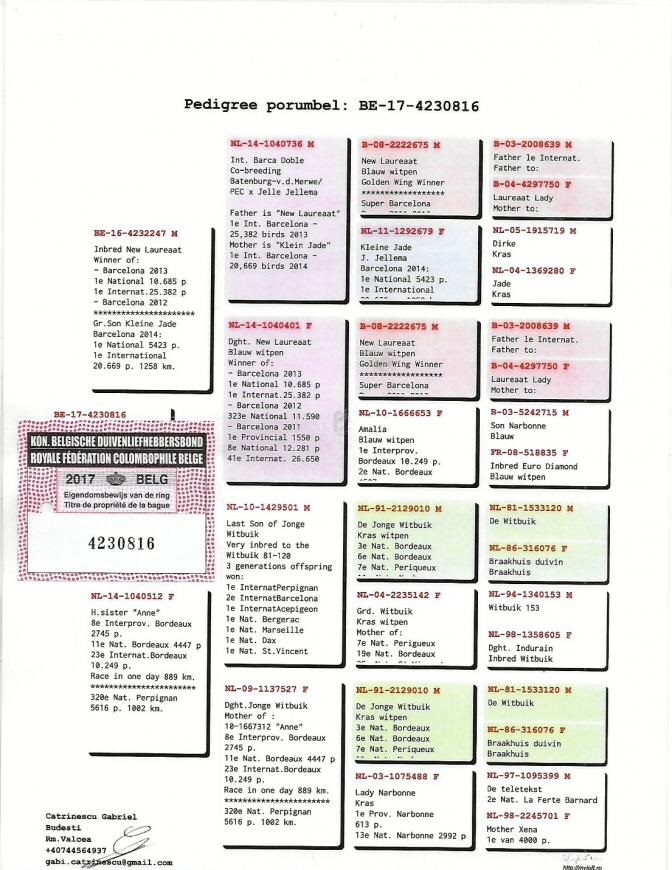 BE17-4230816 DİŞİ / BATENBURG V.D. MERWE % 100