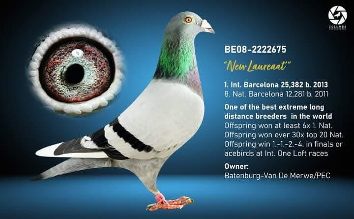 BE17-4230816 DİŞİ / BATENBURG V.D. MERWE % 100