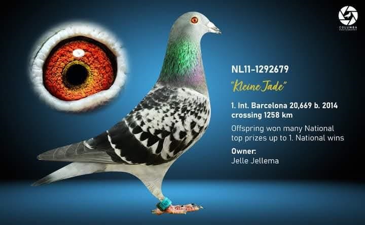 BE17-4230816 DİŞİ / BATENBURG V.D. MERWE % 100