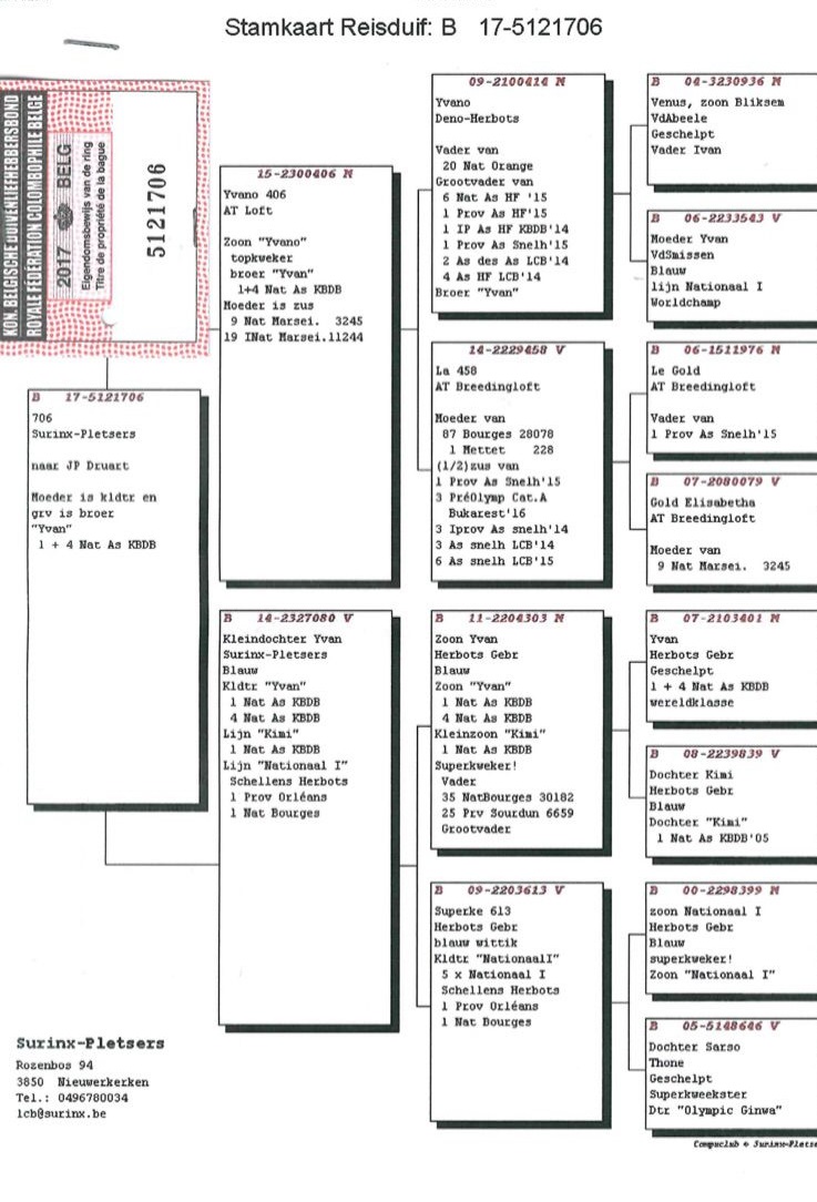 BE17-5121706 ERKEK / KENDİSİ YARIŞMIŞ-  6. BOURGES 391 KM   INBREED YVAN - HERBOTS