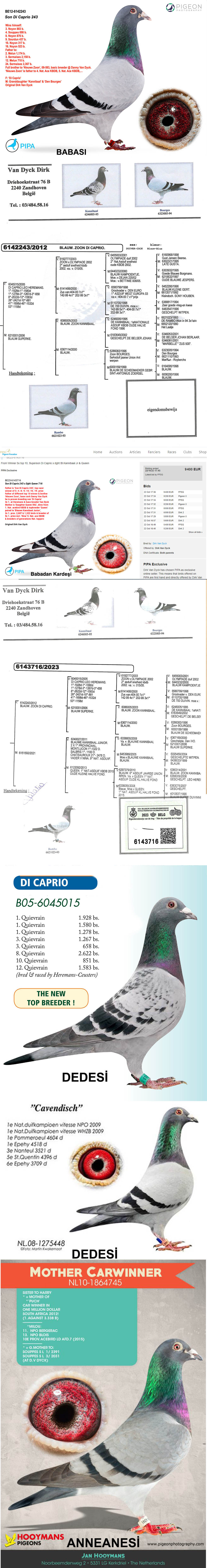 BE17-6147732 ERKEK / ORJ DİRK VAN DYCK  DI CAPRIO TORUNU