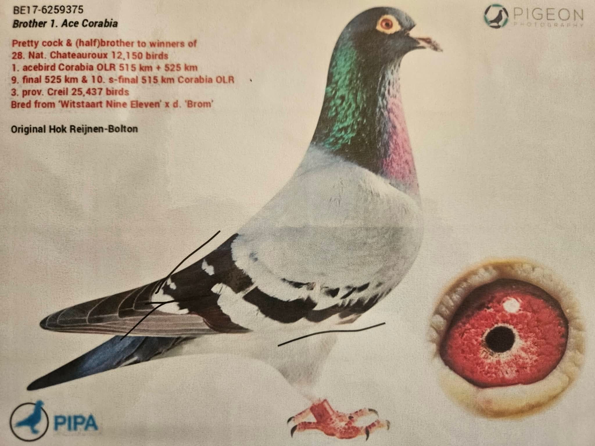 BE17-6259375 ERKEK / HOK REIJNEN BOLTIN - KARDEŞİ 1 ACE PIGEON 