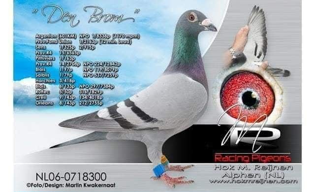 BE17-6259375 ERKEK / HOK REIJNEN BOLTIN - KARDEŞİ 1 ACE PIGEON 
