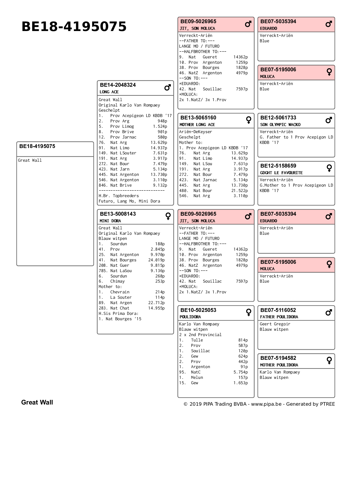 BE18-4195075 DİŞİ /  FATHER IS &lsquo;LONG ACE&rsquo;, SUPER RACER FROM &lsquo;J.I.T.&rsquo; X &lsquo;MOTHER LONG ACE&rsquo;