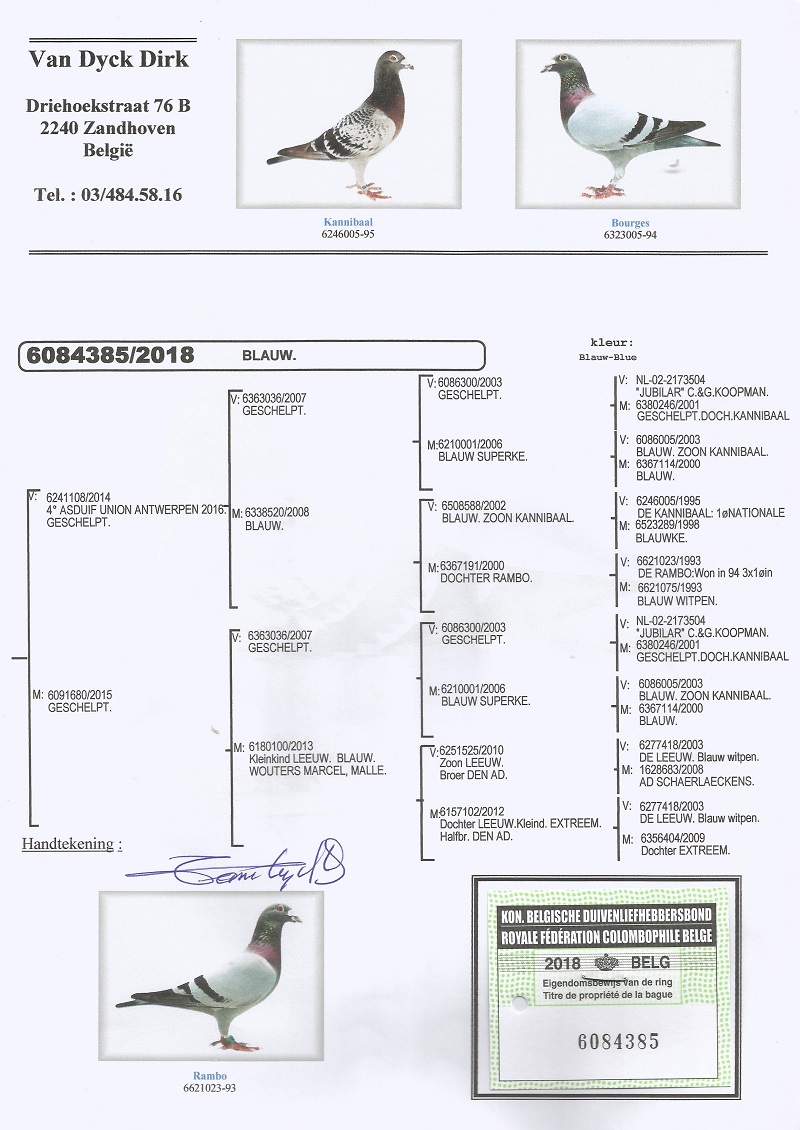 BE18-6084385 ERKEK / ORK VAN DYCK DİRK BABASI 4. ASDUIF UNION ANT.