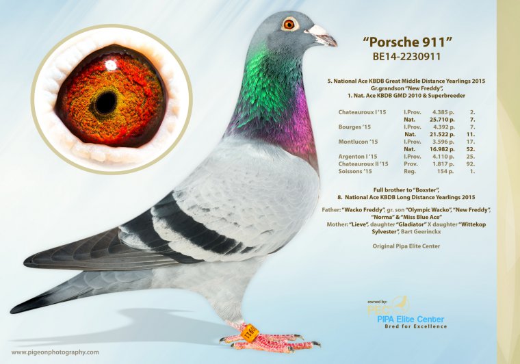 BE19-4184968 DİŞİ / PORSCHE 911 TORUNU