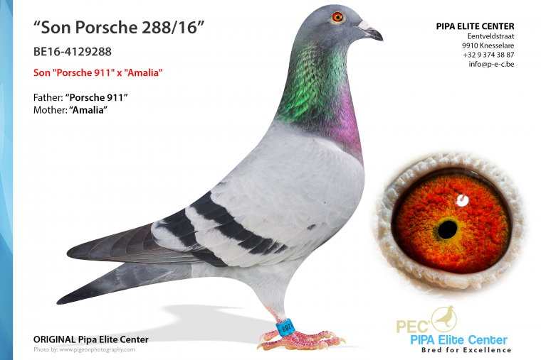BE19-4184968 DİŞİ / PORSCHE 911 TORUNU
