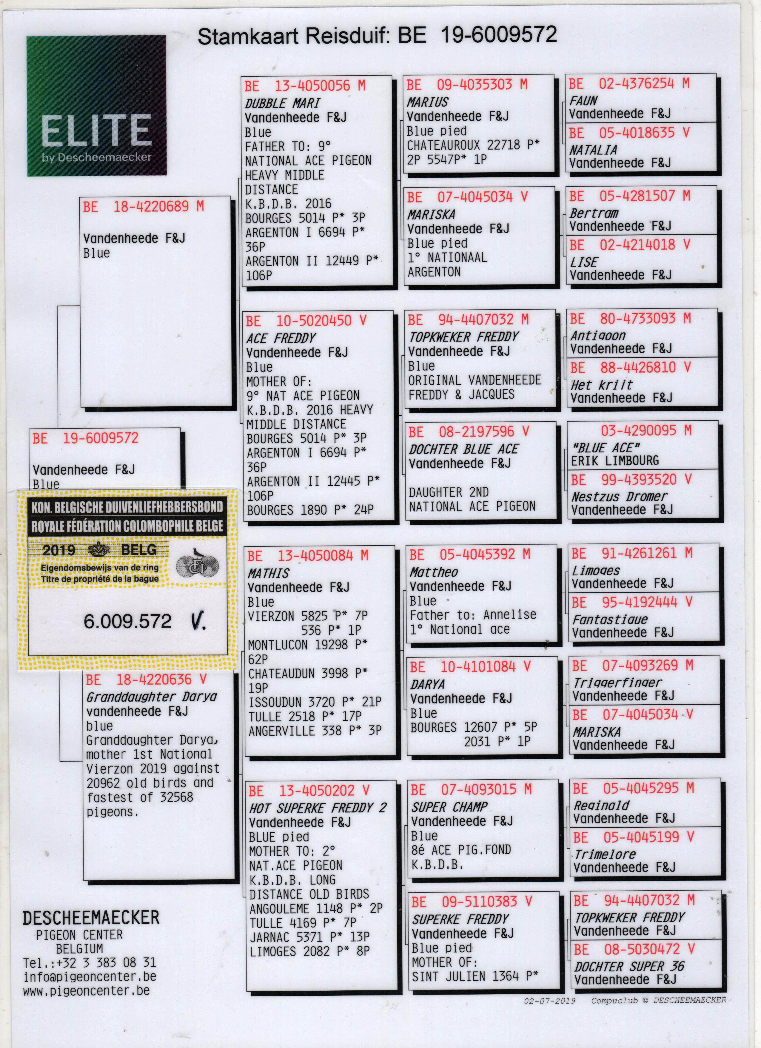 BE19-6009572 ERKEK / F & J VANDENHEEDE % 100
