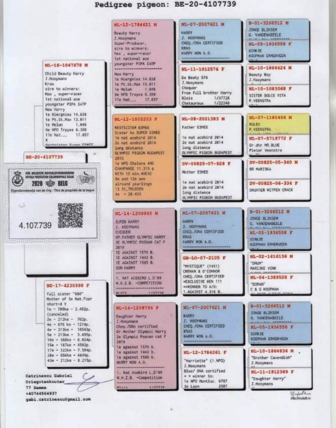 BE20-4107739 ERKEK / INBREED HARRY