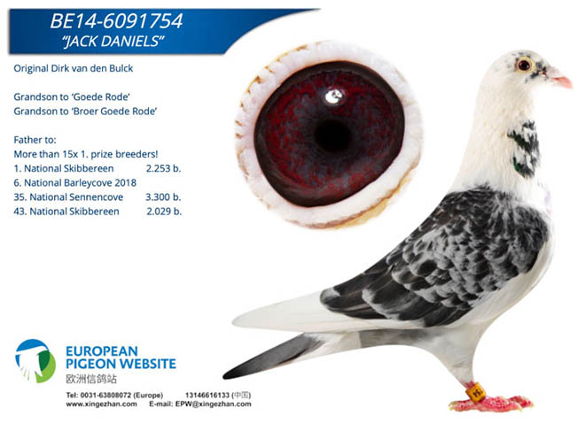 BE20-5124593 ERKEK / DİRK VAN DE BLUCK % 75  VAN DYCK % 25